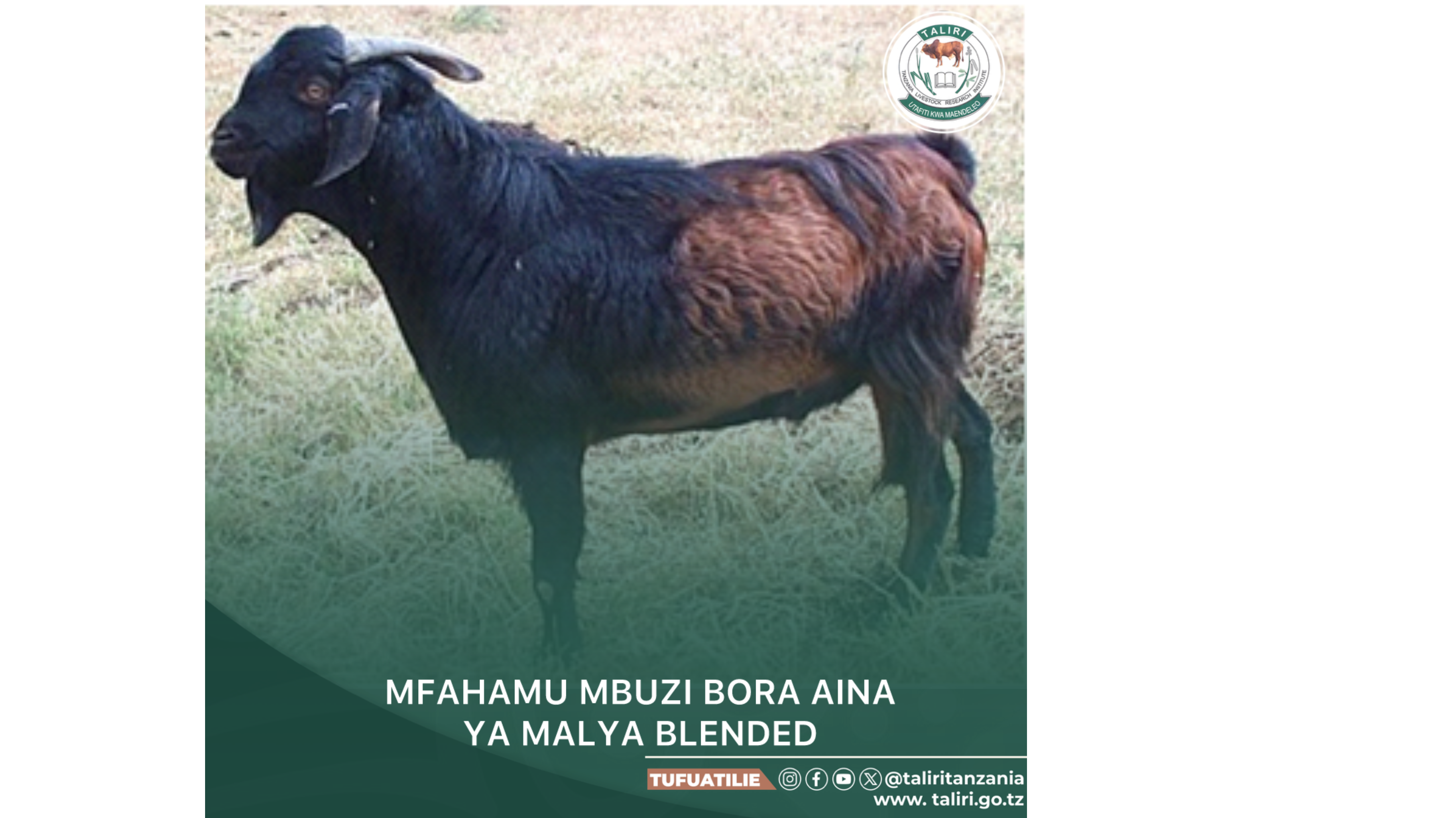 MFAHAMU MBUZI BORA AINA YA MALYA BLENDED
